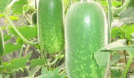 免费吃瓜下载40米,畅享无限瓜果盛宴