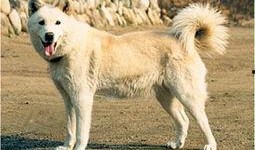 狼狗最新爆料网站下载,揭秘娱乐圈幕后真相